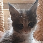 Kotka Maine Coon