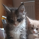 Kotka Maine Coon