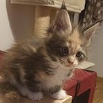 Kotka Maine Coon