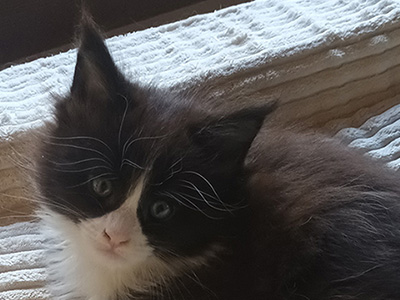 Kocurek Maine Coon