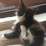 Kotka Maine Coon