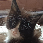 Kotka Maine Coon