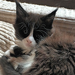 Kotka Maine Coon