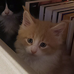 Kocurek Maine Coon
