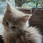 Kocurek Maine Coon