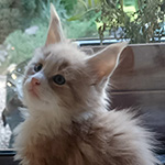 Kocurek Maine Coon