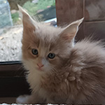 Kocurek Maine Coon