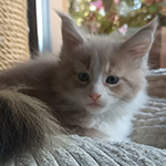 Kocurek Maine Coon