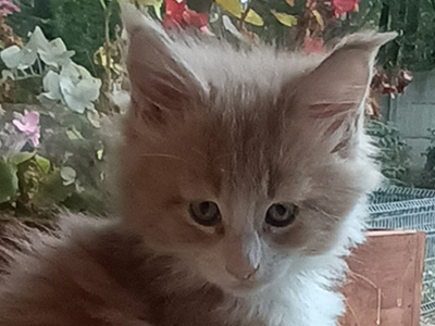 Kocurek Maine Coon