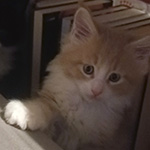 Kocurek Maine Coon