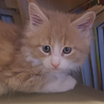 Kocurek Maine Coon