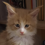 Kocurek Maine Coon