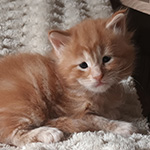 Kocurek Maine Coon