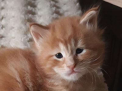 Kocurek Maine Coon