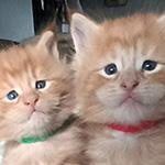 Kocurek Maine Coon