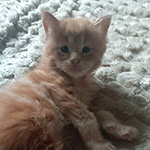 Kocurek Maine Coon
