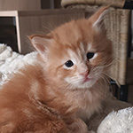 Kocurek Maine Coon