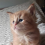 Kocurek Maine Coon