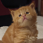 Kocurek Maine Coon
