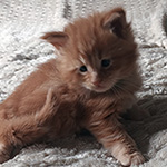 Kocurek Maine Coon