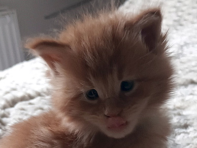 Kocurek Maine Coon