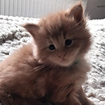 Kocurek Maine Coon