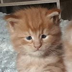 Kocurek Maine Coon