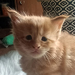 Kocurek Maine Coon