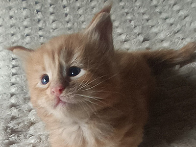 Kocurek Maine Coon