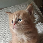 Kocurek Maine Coon