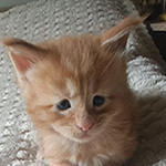 Kocurek Maine Coon