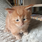 Kocurek Maine Coon
