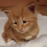 Kotka Maine Coon