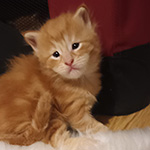 Kotka Maine Coon