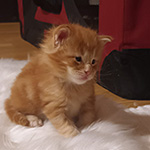 Kotka Maine Coon