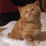 Kotka Maine Coon