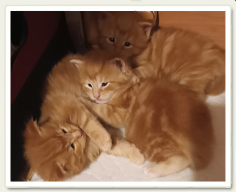 Kotka Maine Coon