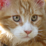 Mały kotek Maine Coon