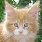 Zabawny Maine Coon