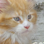 Zabawny Maine Coon