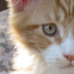 Zabawny Maine Coon