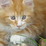 Zabawny Maine Coon