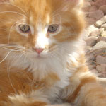 Zabawny Maine Coon