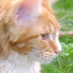 Zabawny Maine Coon