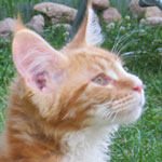 Zabawny Maine Coon
