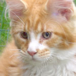 Mały kotek Maine Coon