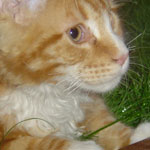 Zabawny Maine Coon