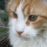 Mały Barni - Maine Coon