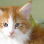 Zabawny Maine Coon