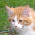 Zabawny Maine Coon